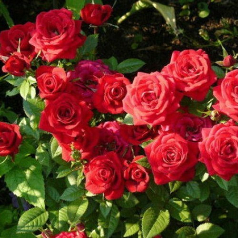 Роза мини красная спрей