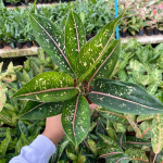 Аглаонема BOR BANLANG