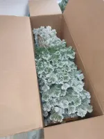 Заснеженная ель «Кадриль» (Литая хвоя) 180 см / 1,8 м