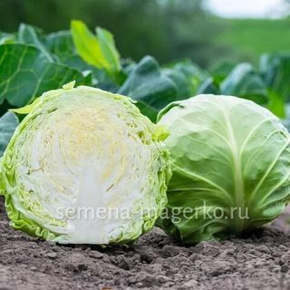 Капуста белокочанная Лауда F1  2500 (семян)