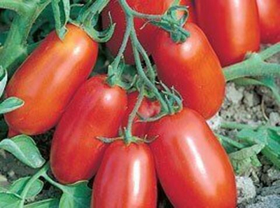 Улиссе F1 семена томата процессингового (Syngenta / Сингента)