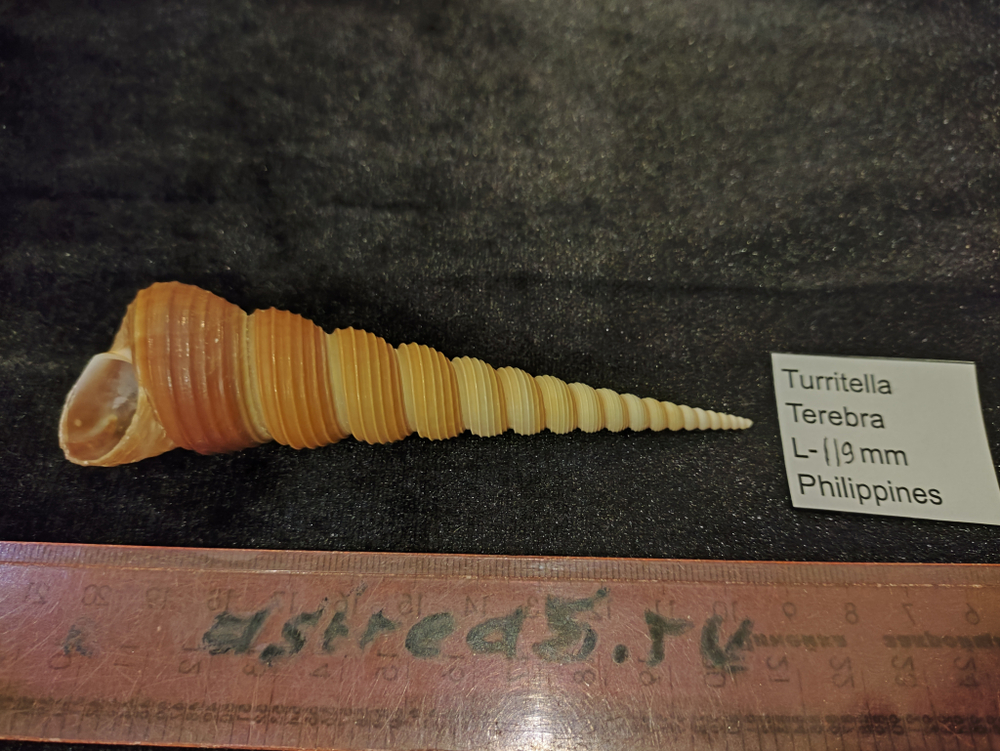 Туррителла Теребра 110-130мм