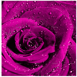 Микровелюр Xpoint (Икспоинт) 0043.02 Роза