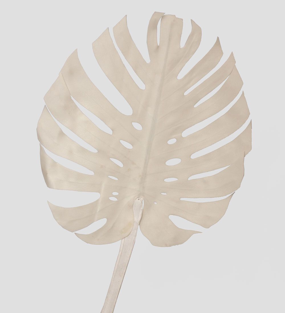 TR 606L Монстера