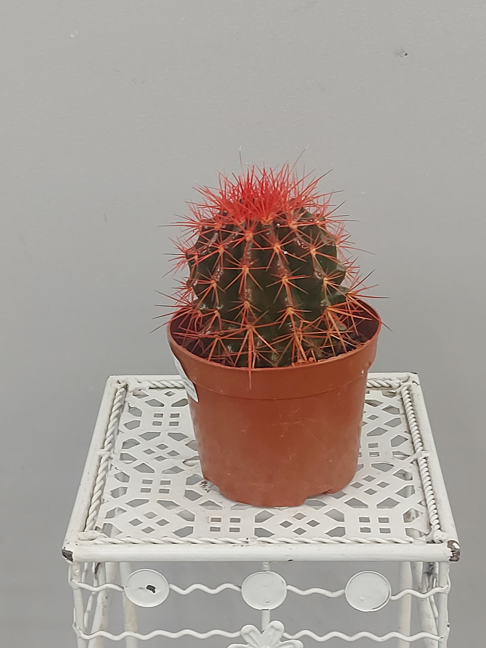 Эхинокактус Грузони 12/12