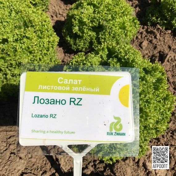 Лозано семена салата лолло блонда (Rijk Zwaan / Райк Цваан) в поле – фото 5