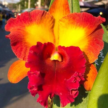 Орхидея ринхолелиокаттлея RLC. BANGKOK CITY