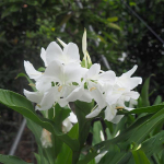 Гедихиум CORONARIUM WHITE (Н130)