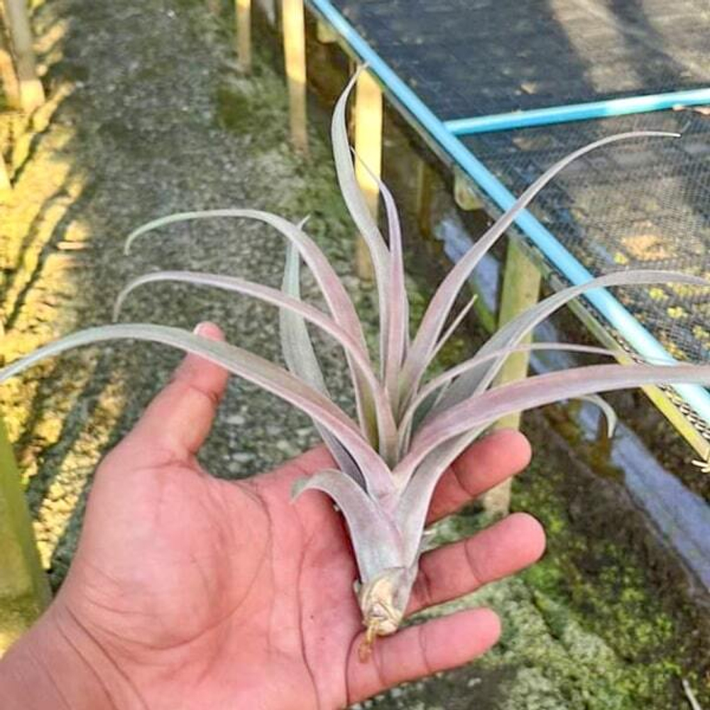 Тилландсия capitata x streptophylla