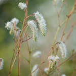 Кровохлебка тонколистная "Alba". Sanguisorba tenuifolia "Alba".