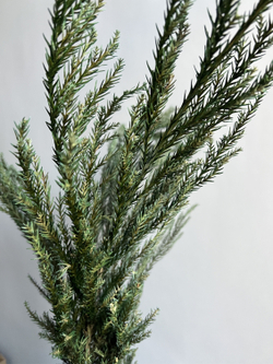 Криптомерия японская стабилизированная зеленая