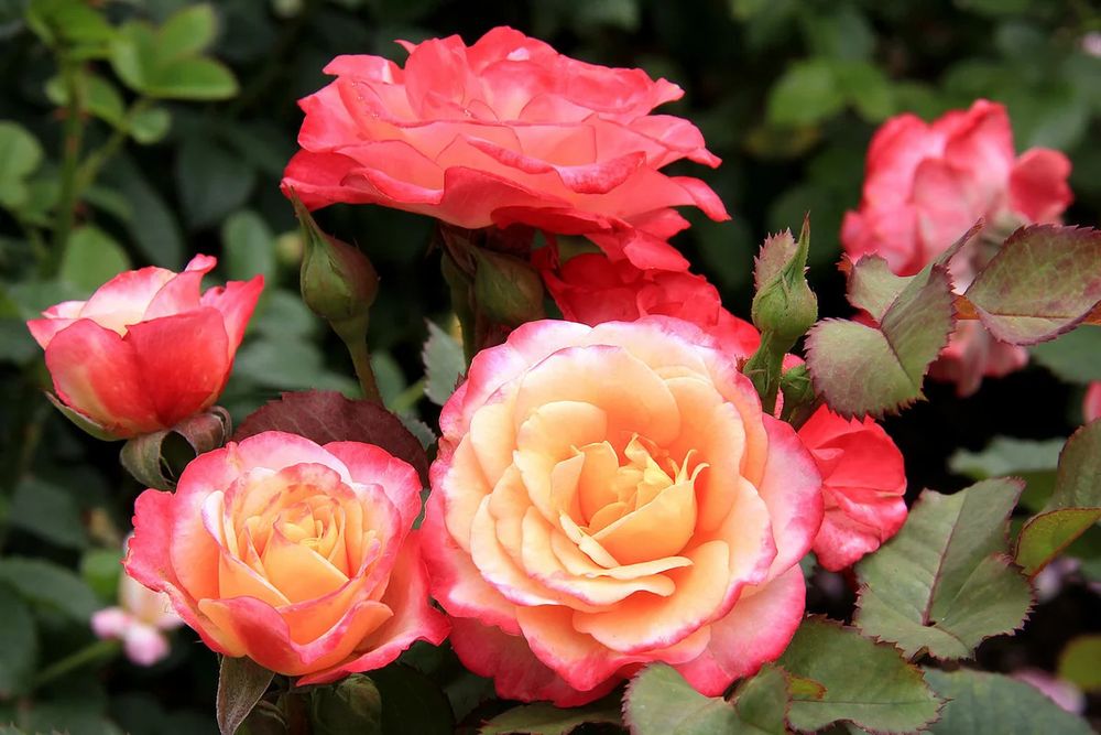 Марсель ан Флёрс (Marseille en Fleurs)