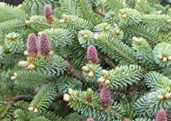 Пихта корейская Бонсай Блю Р9 10-15см Закупка М62 апрель-май 2026