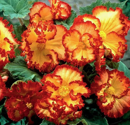 Бегония клубневая Криспа маргината еллоу ред март-апрель 26