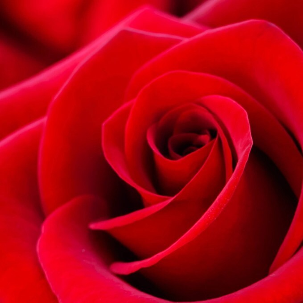 Отдушка CS - Лепестки Роз (Rose Petals)