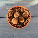 Lithops sp. (Литопсы)