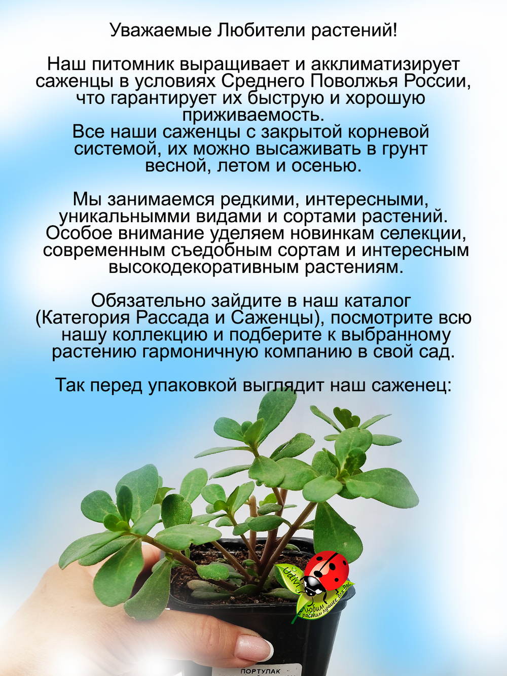 Портулак Вегетативный Елоу ампельный почвопокровный