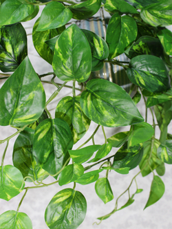 Искусственное растение Сциндапсус ампельный 100см в кашпо