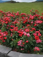 Роза флорибунда Черри Гёрл