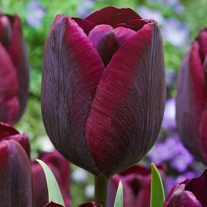 Тюльпан Роналдо Триумф