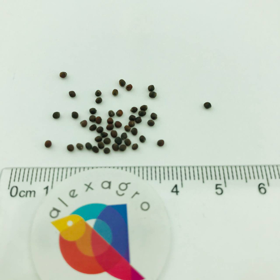 РЕМАЛА F1 семена капусты краснокочанной Syngenta цена – фото 3