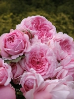 Роза шраб Александра Принцесса Люксембургская