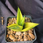 Сансевиерия NILAKAN VAR