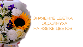 Значение цветка подсолнуха на языке цветов