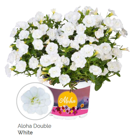 Калибрахоа Aloha double white укорененный черенок ОКС конец ноября