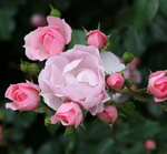 Роза чайно-гибридная "Sweet Parole"