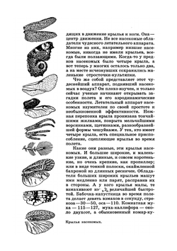 Юному энтомологу | П. И. Мариковский
