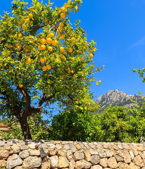 Mediterranea, ароматизатор саше для автомобиля, Culti Milano