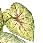 Каладиум куст с корнем 45 см