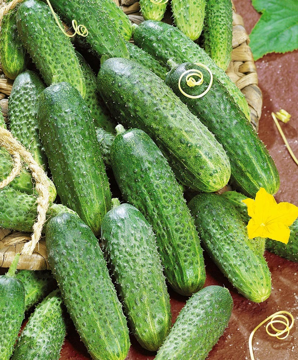 Огурец Северин F1 7шт Мировые Семена VITA GREEN