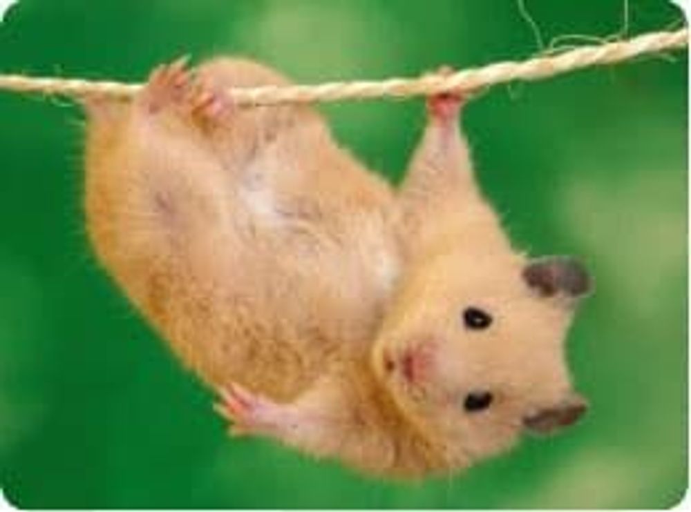 Хомяк сирийский (код 55)