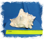 Стромбус Гигас размеры