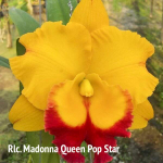 Орхидея ринхолелиокаттлея RLC. MADONNA QUEEN POP STAR