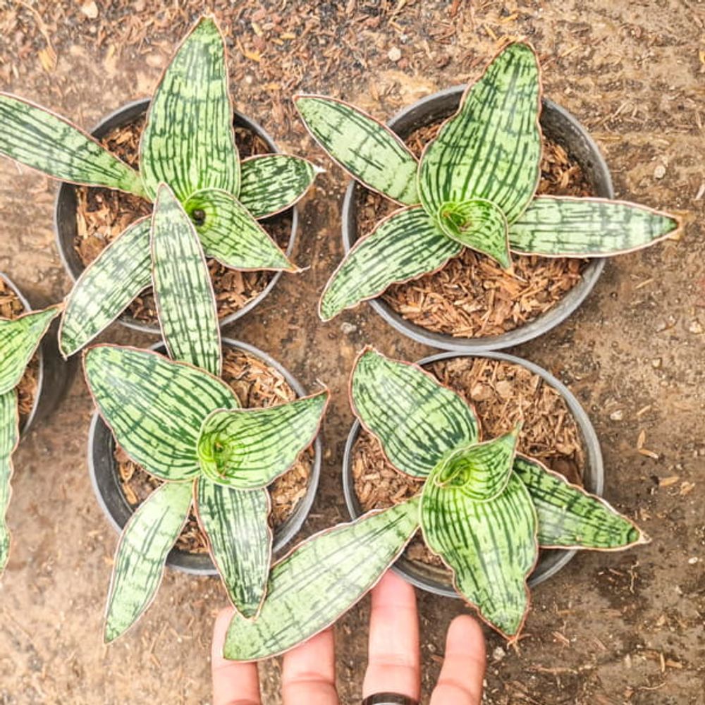 Сансевиерия CLEOPATRA