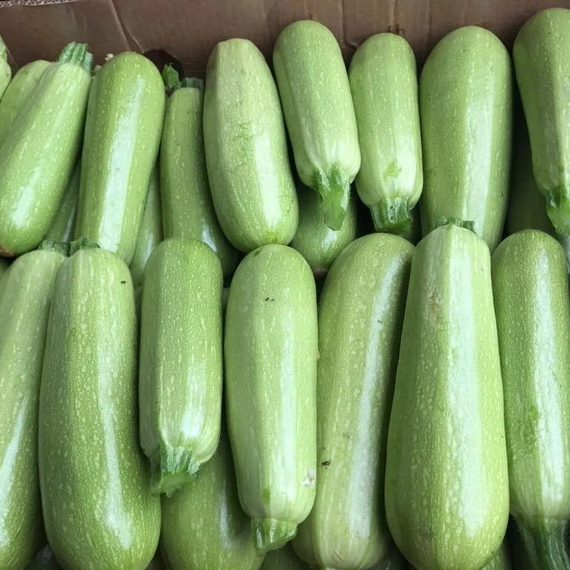 АРАЛ F1 семена кабачка Sakata характеристика – фото 7