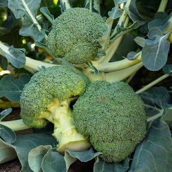 Cемена капусты брокколи Батавия F1