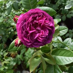 Пёпл Лодж (Purple Lodge)