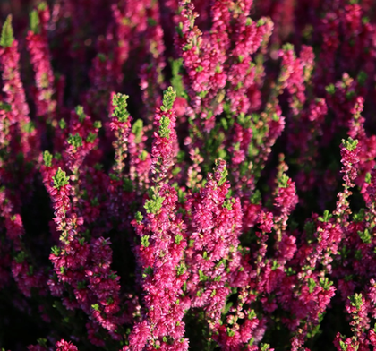 Вереск Дарк Бьюти