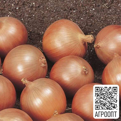 Спирит F1 семена лука репчатого (Bejo / Бейо)