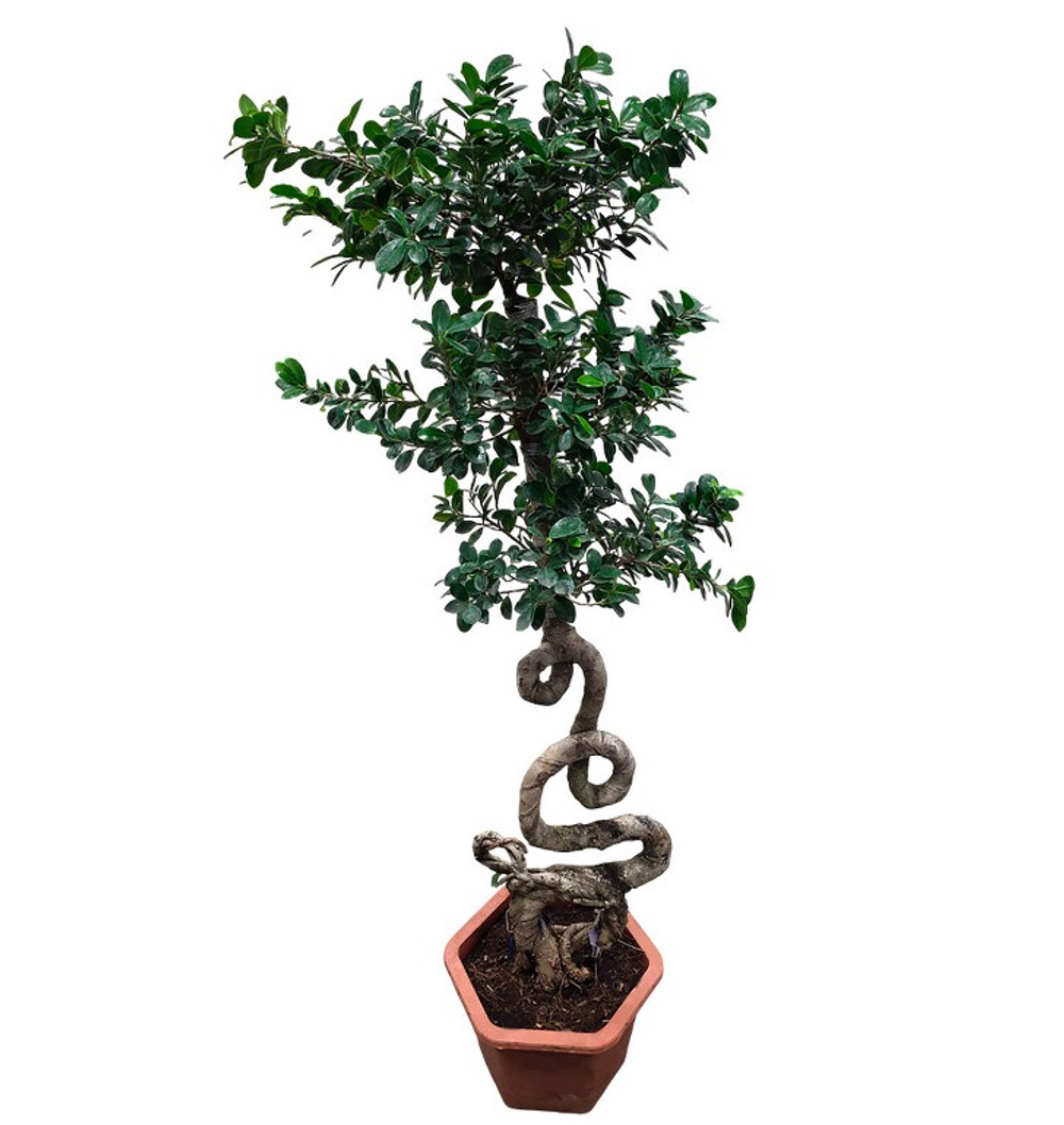 Фикус микрокарпа Гинсенг