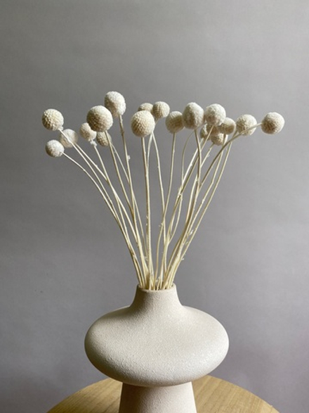 Краспедия стабилизированная белая (упак 20 шт)