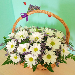 Корзина с хризантемой Баккарди