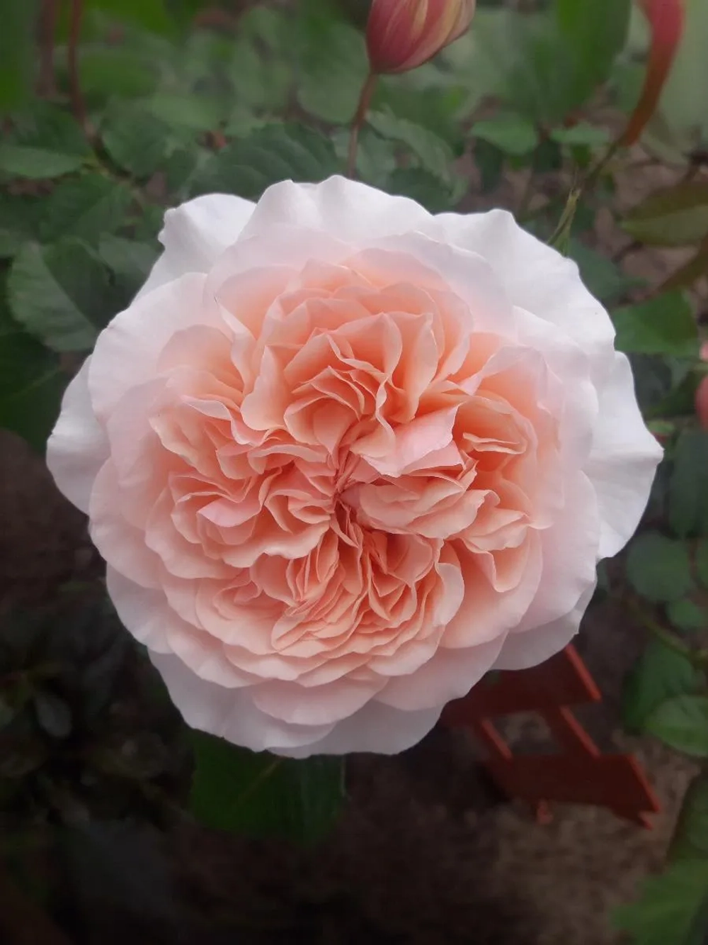 Роза плетистая Роз де Толбиак