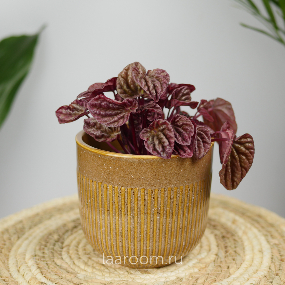 Пеперомия Квито 11/25