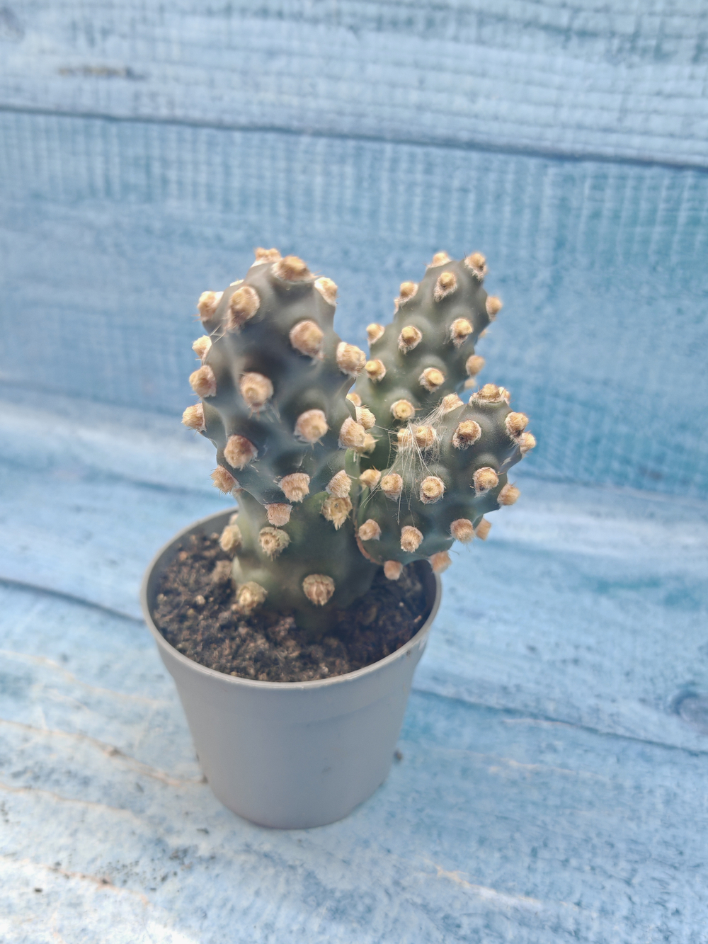 Tephrocactus Molinensis (Тефрокактус)
