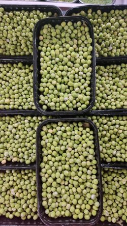 Семена горох зеленый Мадрас, микрозелень 5кг. Горох для проращивания